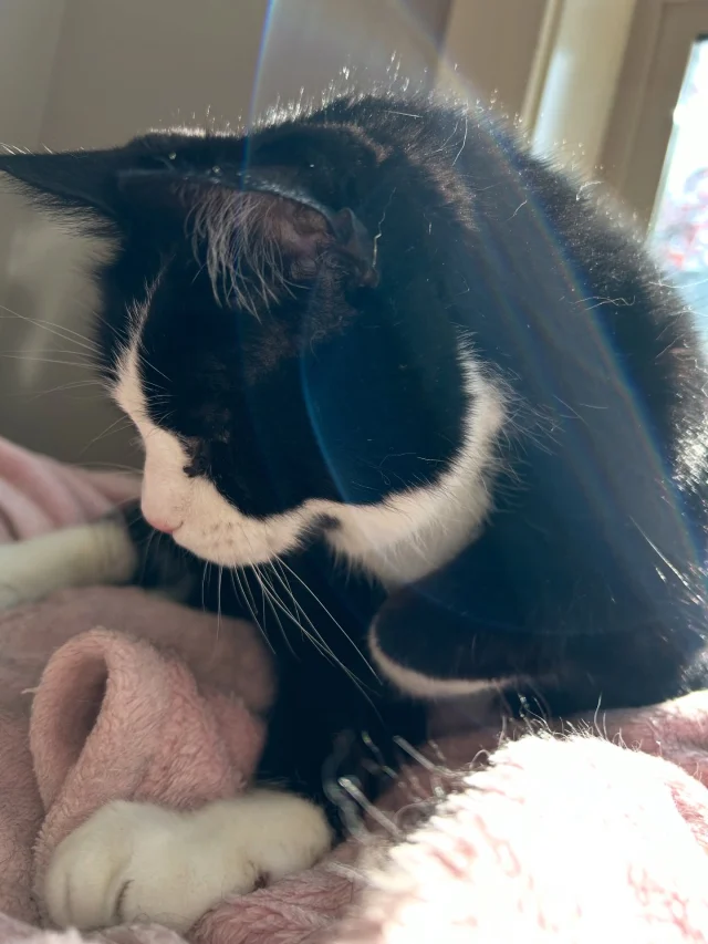 🐈‍⬛💔 The handsomest and best cat, Bayliss, crossed the rainbow bridge yesterday. Though he was 18yo, he always looked (and behaved) like the silly 2.5yo that I adopted from a shelter after falling in love with his green eyes and tuxedo coat. I named him Bayliss after a world motorcycle champion racer, Troy Bayliss (while in my younger riding era).  Thanks friends, for all the thoughtful and supportive messages last week as my kitty’s health was slipping. Anticipation doesn’t make the passing any easier and while it just takes time to grieve, I still believe that creativity and art can help heal. If you’ve taken my workshops or watched my videos, I mention that my abstract floral style came out of grief from losing my mom and this time, I’ll be leaning into what I know makes me feel grounded. Join me (if you can) in my live stream on Wed and let’s create some art together. 🫶🏽  #arttherapy #petloss
